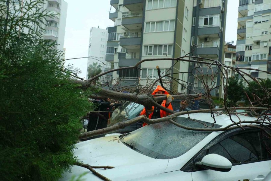 Şiddetli Rüzgarın Ortadan İkiye Ayırdığı Ağaç 3 Aracın Üzerine Devrildi
