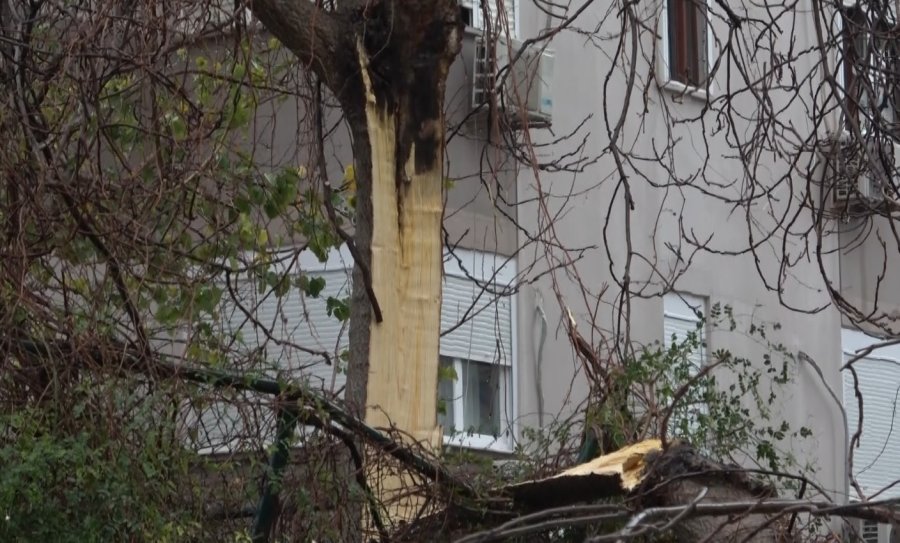 Şiddetli Rüzgarın Ortadan İkiye Ayırdığı Ağaç 3 Aracın Üzerine Devrildi