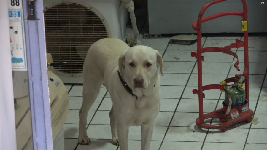 Komşuların Rahatsız Olduğu Labrador Cinsi Köpek İçin Sahibinden Pankartlı Tepki