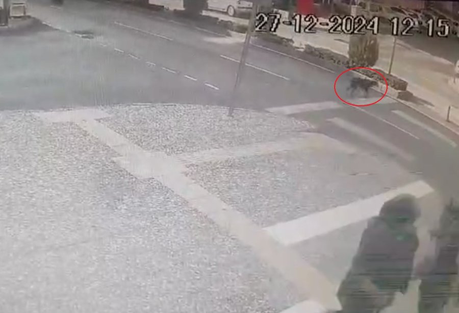 Yaya Geçidinden Geçen Köpeğe Otomobil Çarptı