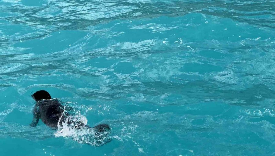 Fırtına Mağduru Yavru Fok, El Birliğiyle Annesine Kavuştu