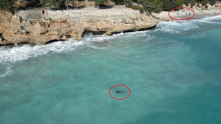 Fırtına Mağduru Yavru Fok, El Birliğiyle Annesine Kavuştu