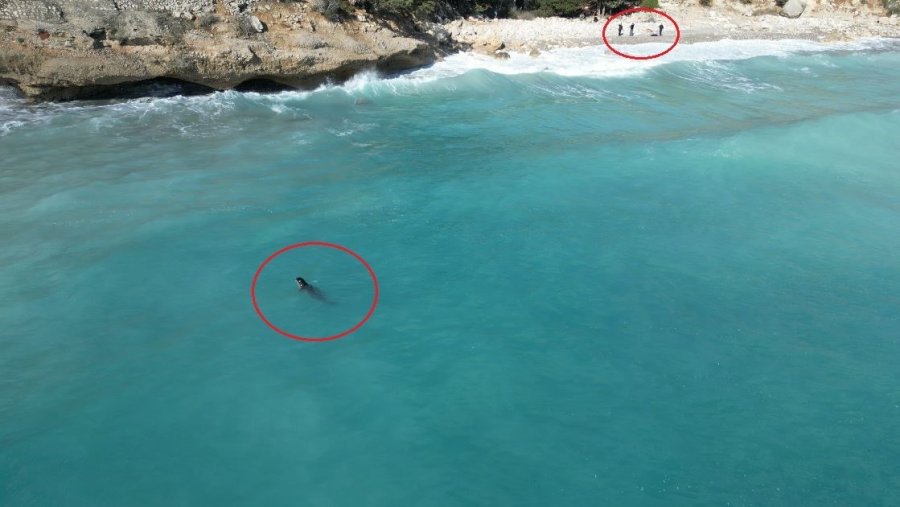 Fırtına Mağduru Yavru Fok, El Birliğiyle Annesine Kavuştu