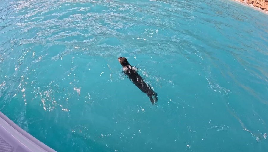 Fırtına Mağduru Yavru Fok, El Birliğiyle Annesine Kavuştu