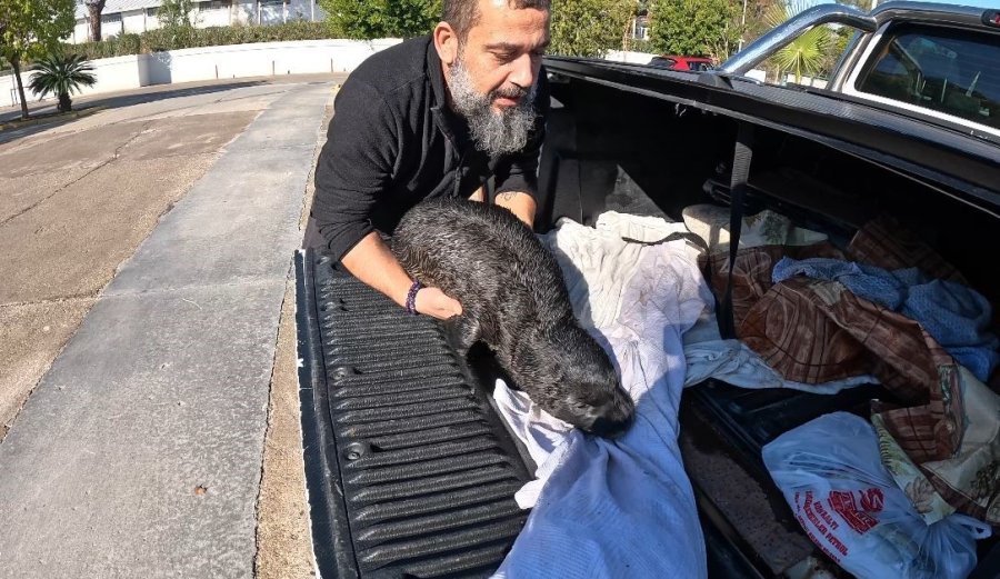 Fırtına Mağduru Yavru Fok, El Birliğiyle Annesine Kavuştu