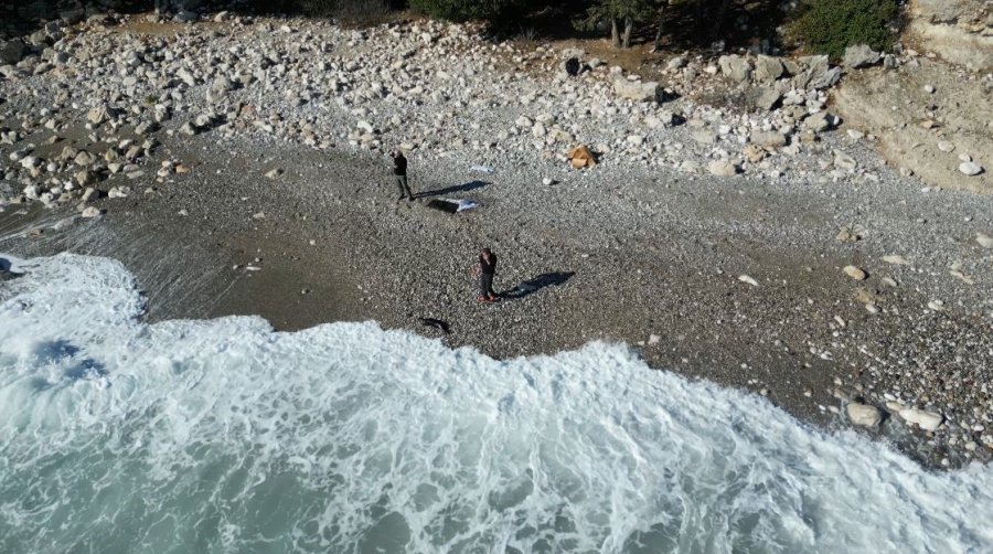 Fırtına Mağduru Yavru Fok, El Birliğiyle Annesine Kavuştu