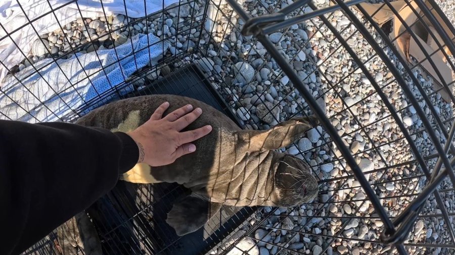 Fırtına Mağduru Yavru Fok, El Birliğiyle Annesine Kavuştu