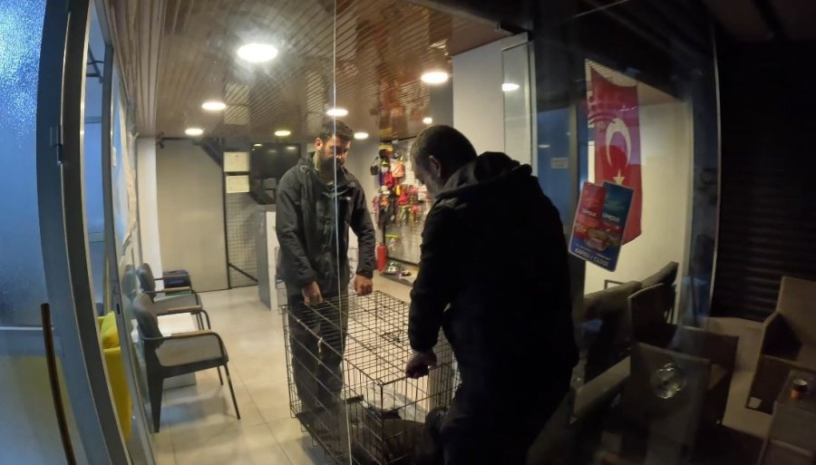 Fırtına Mağduru Yavru Fok, El Birliğiyle Annesine Kavuştu