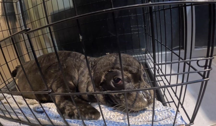 Fırtına Mağduru Yavru Fok, El Birliğiyle Annesine Kavuştu