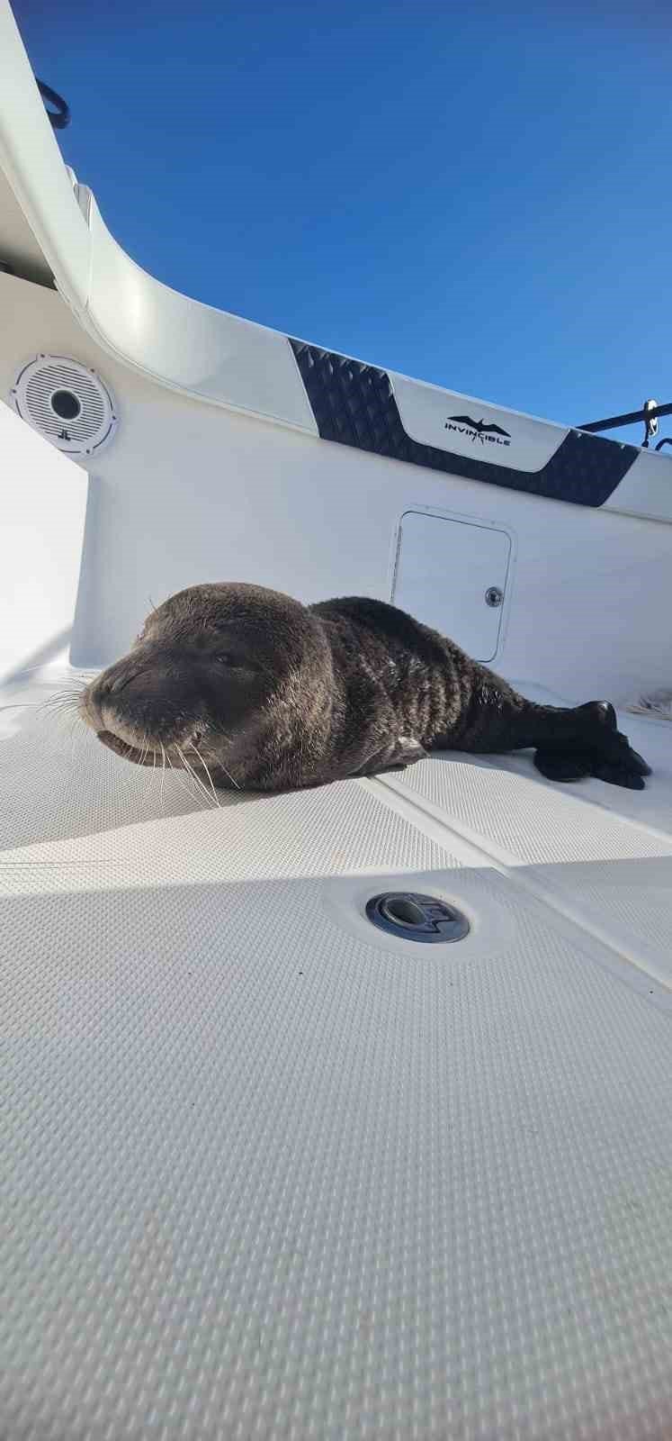 Fırtına Mağduru Yavru Fok, El Birliğiyle Annesine Kavuştu