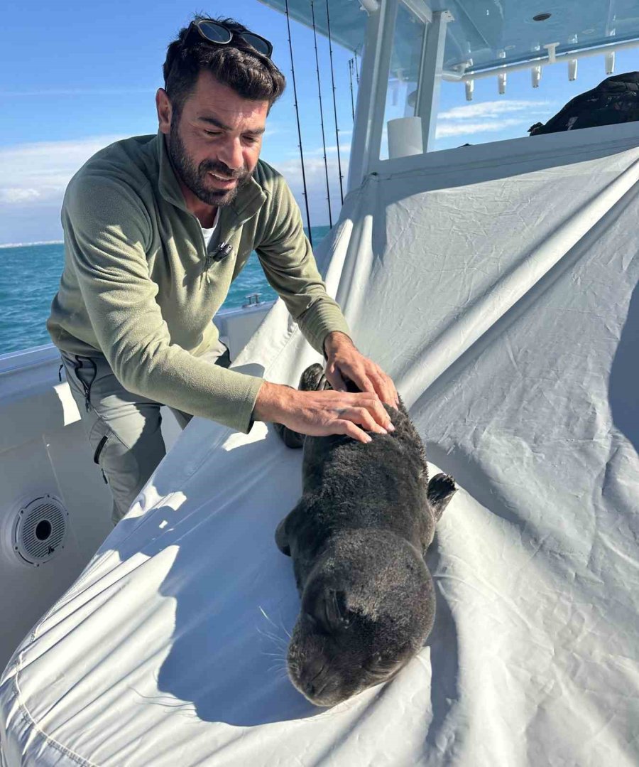 Fırtına Mağduru Yavru Fok, El Birliğiyle Annesine Kavuştu