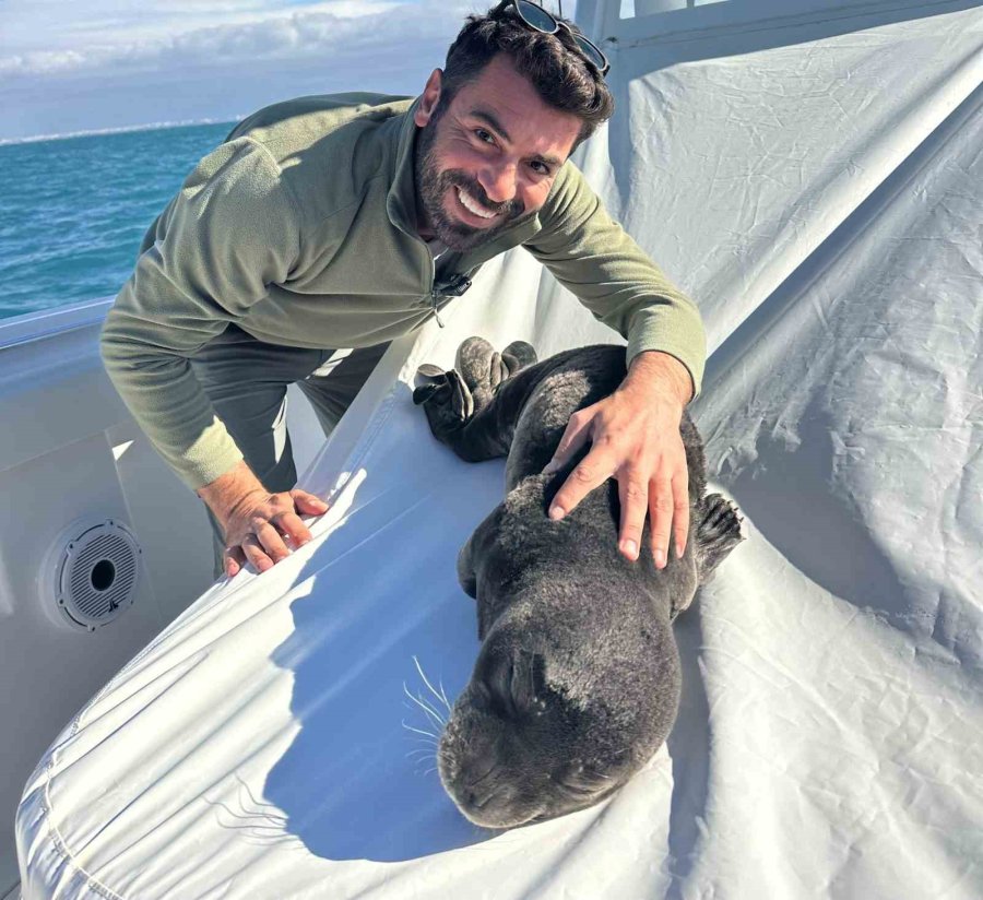 Fırtına Mağduru Yavru Fok, El Birliğiyle Annesine Kavuştu