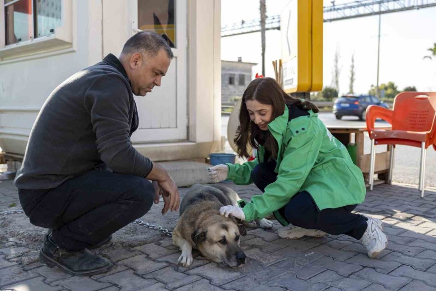 Mersin’de ’yaşamı Sahiplen Destek Büyükşehirden’ Kampanyasında 407 Hayvan Sahiplendirildi