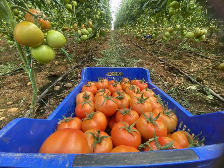 Aksu’da 2024 Yılı Örtü Altı Tarım Verilerinde Büyük Artış