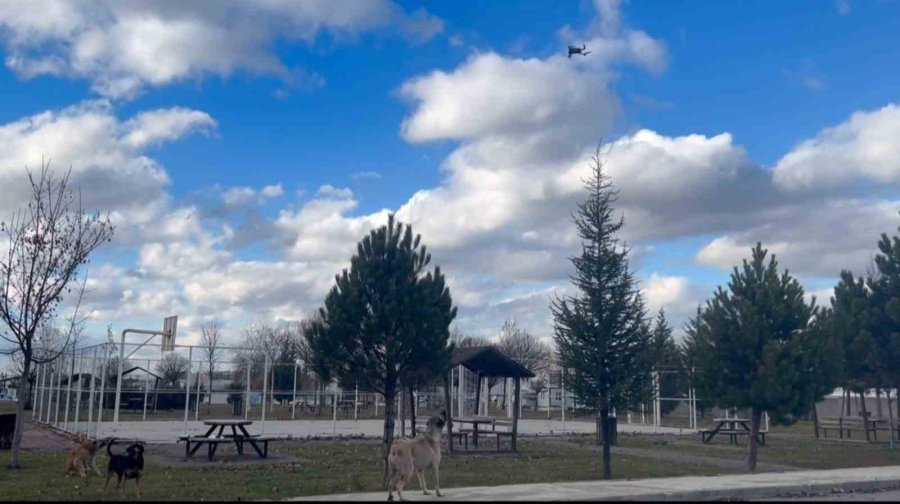 Başıboş Köpekler Havadaki Drona Saldırdı