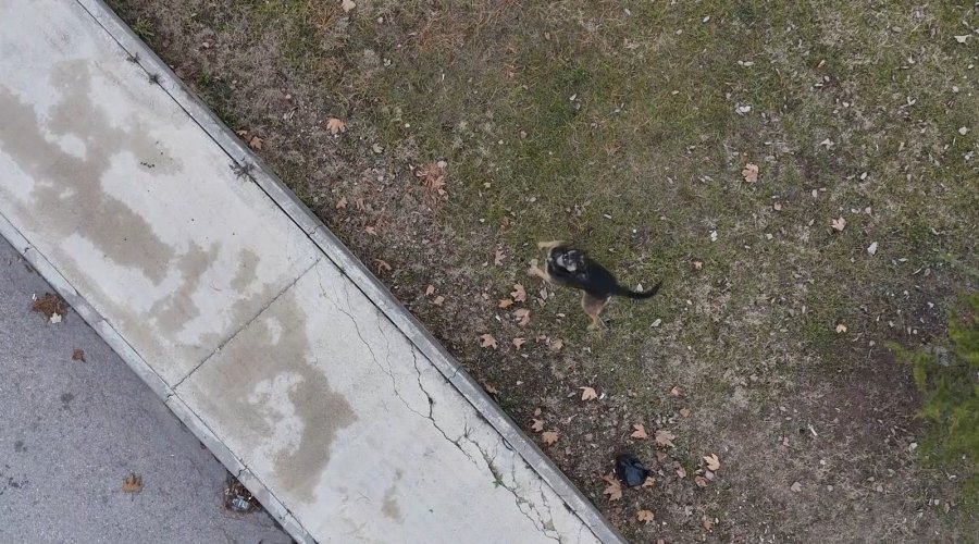 Başıboş Köpekler Havadaki Drona Saldırdı