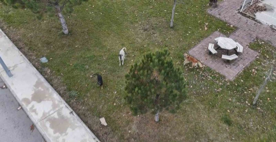 Başıboş Köpekler Havadaki Drona Saldırdı