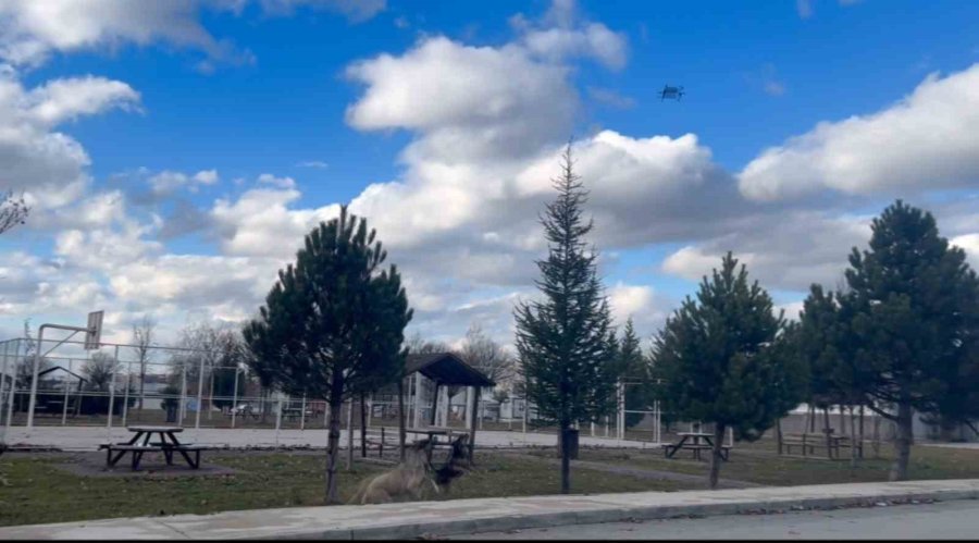 Başıboş Köpekler Havadaki Drona Saldırdı