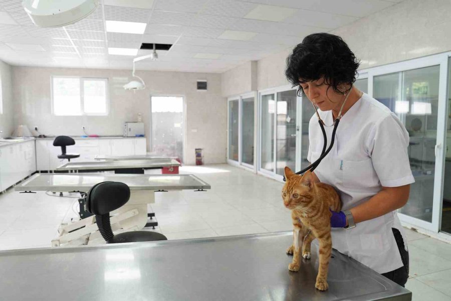 2024’te 607 Can Sıcak Bir Yuvaya Kavuştu