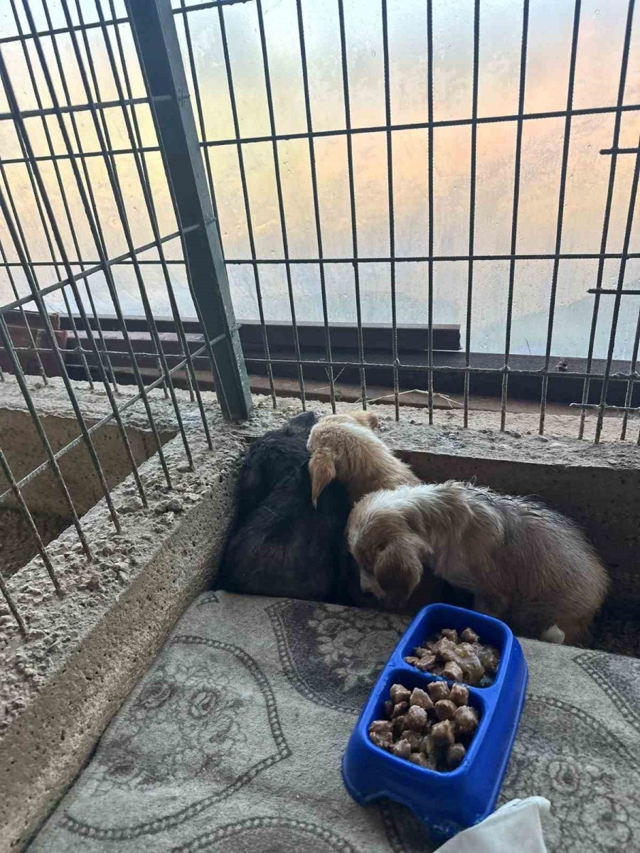 “barınaktan Okullara Sevimli Dost” Projesi Kabul Edildi