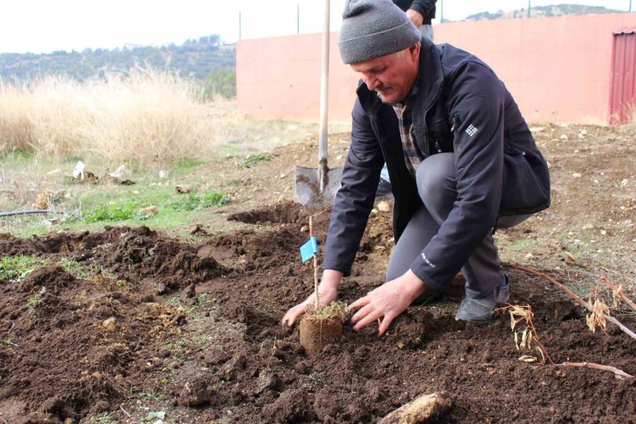 Elmalı’da 50 Çiftçiye Daha Toros Fıstığı Fidanı Hibe Edildi