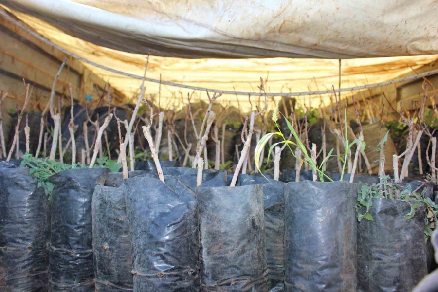 Elmalı’da 50 Çiftçiye Daha Toros Fıstığı Fidanı Hibe Edildi