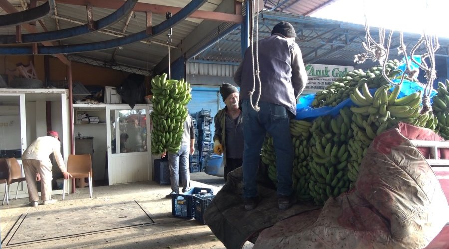 Muz Fiyatları Üreticinin Yüzünü Güldürüyor