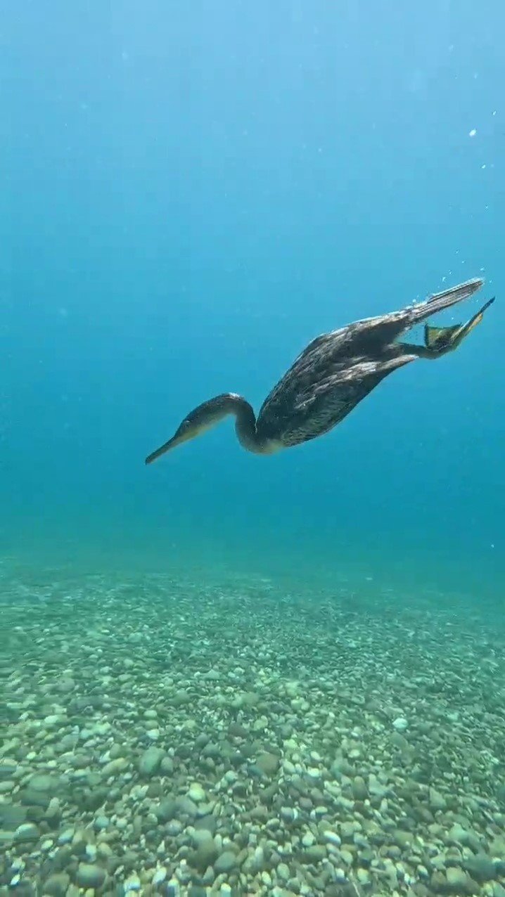 Dalgıçlara Su Altında ’karabatak’ Sürprizi