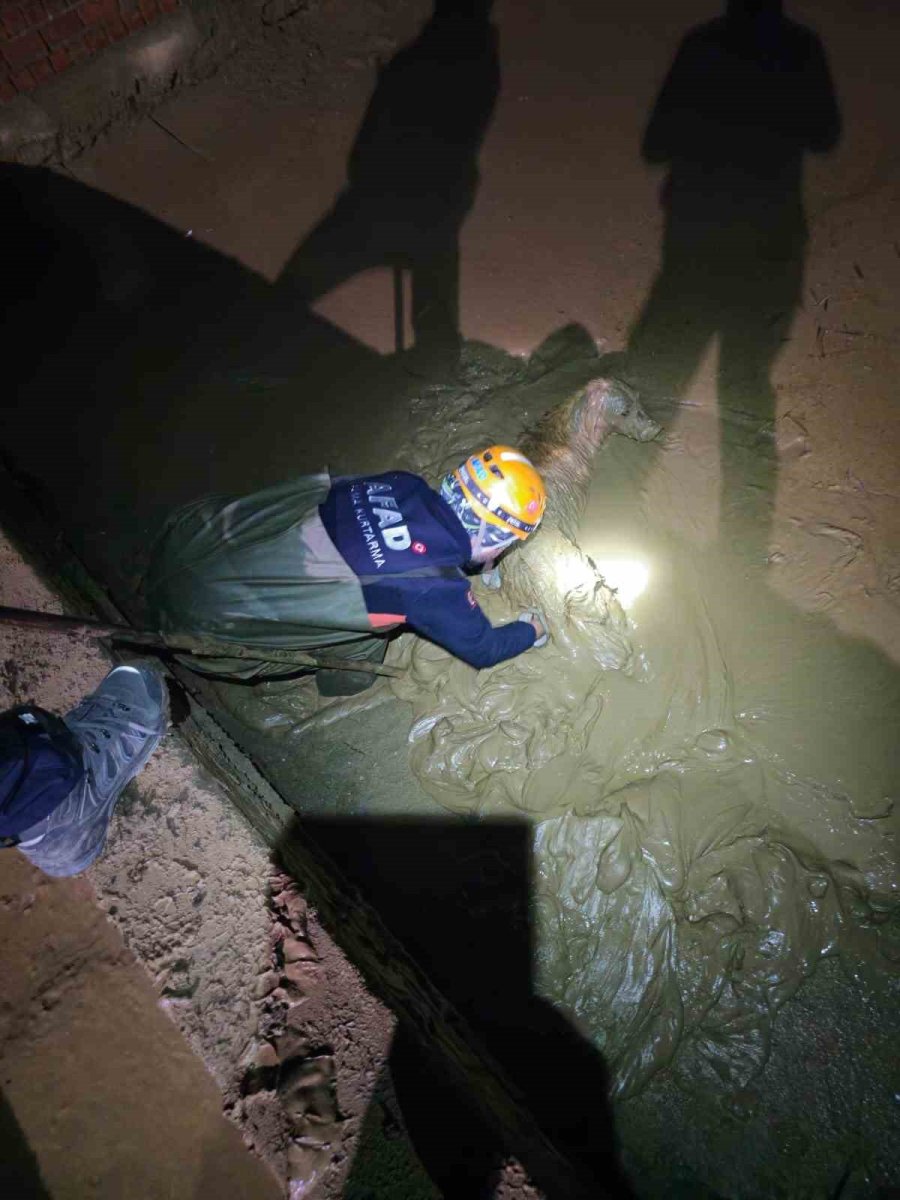 Çamur Çukuruna Düşen Köpek Kurtarıldı