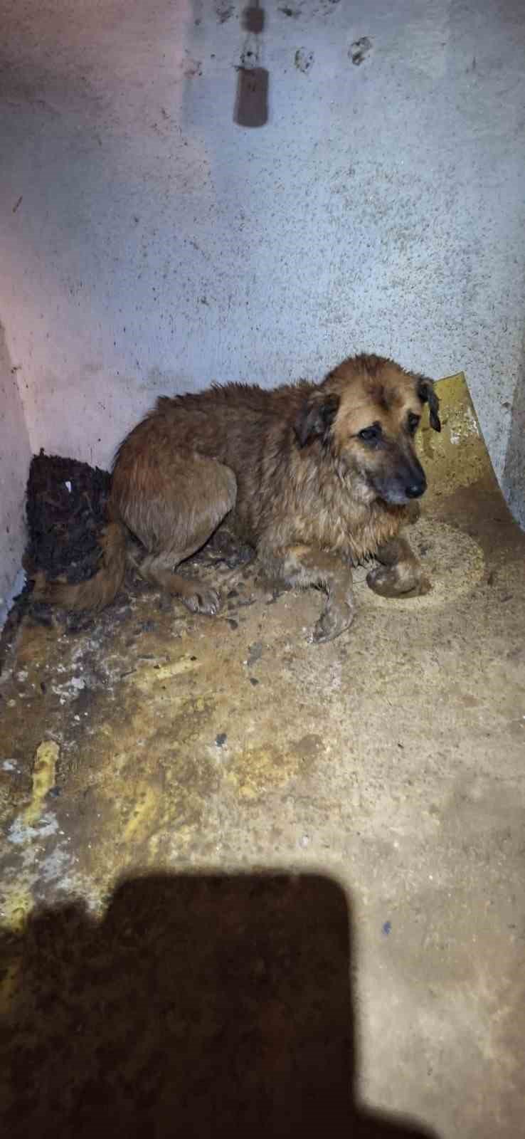 Çamur Çukuruna Düşen Köpek Kurtarıldı