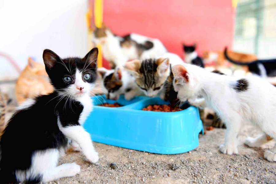 Mersin’de Bin Patili Dost Sıcak Yuvaya Kavuştu
