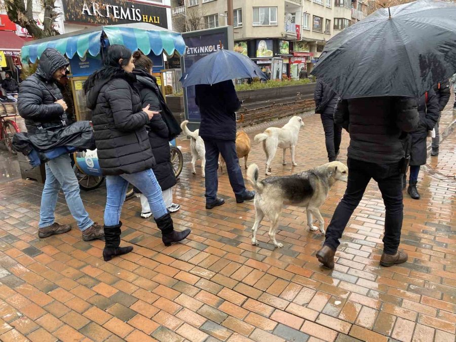Bu Köpekler Her Etkinlikte Var