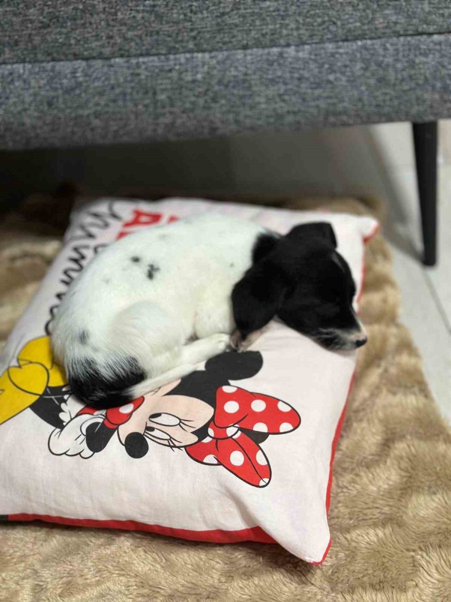 Sahiplendiği Yavru Köpeğin Fazla Yaşamayacağını Duyunca Gözyaşlarına Boğuldu