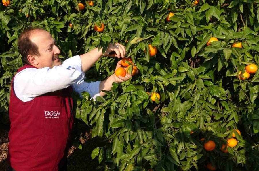 Muz Ve Mandalinada Yeni Çeşitler Geliştirilip Tescillendi