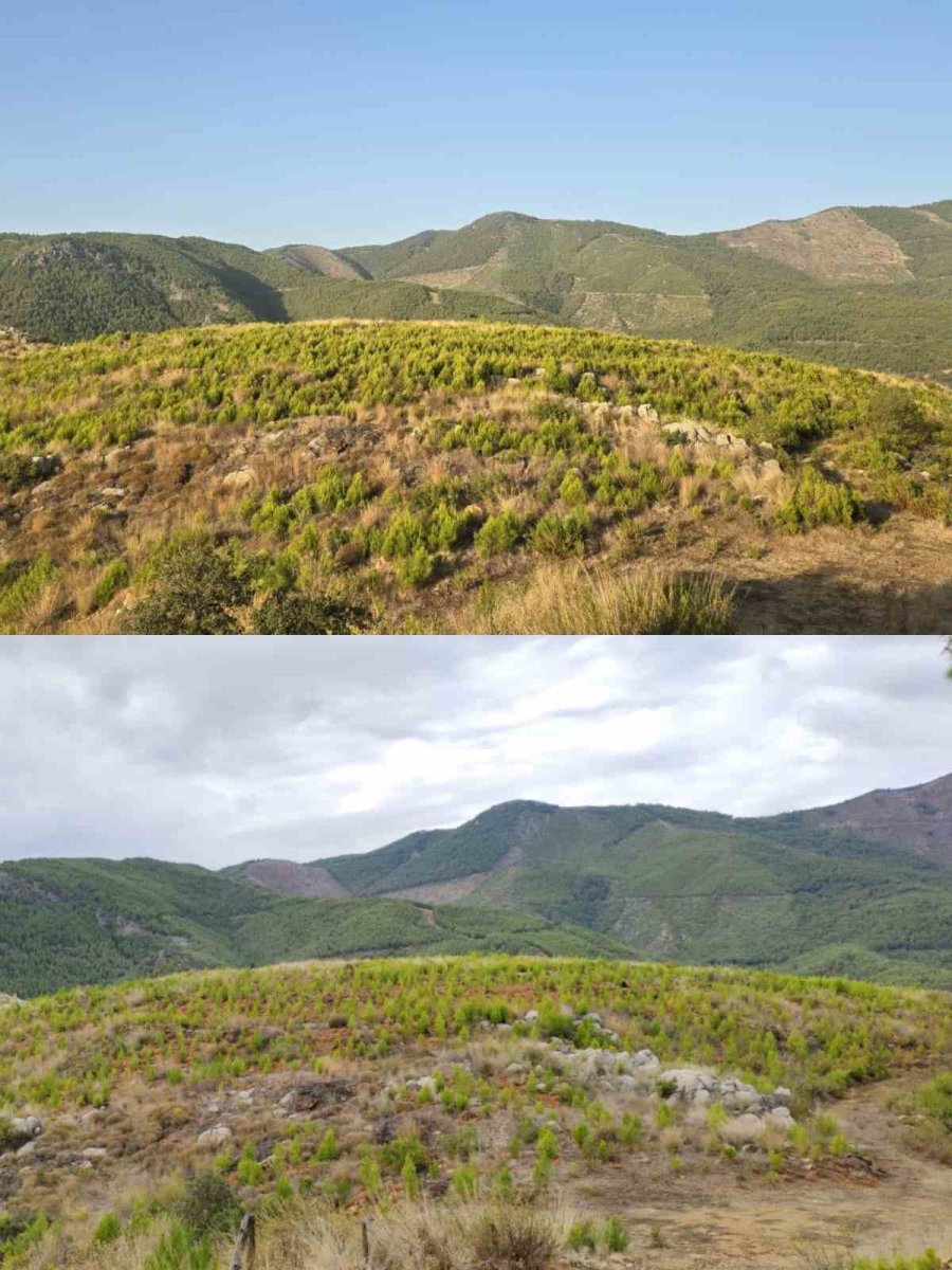 Mersin Orman Bölge Müdürlüğü 42 Bin Hektarlık Alanda Bakım Çalışması Yaptı