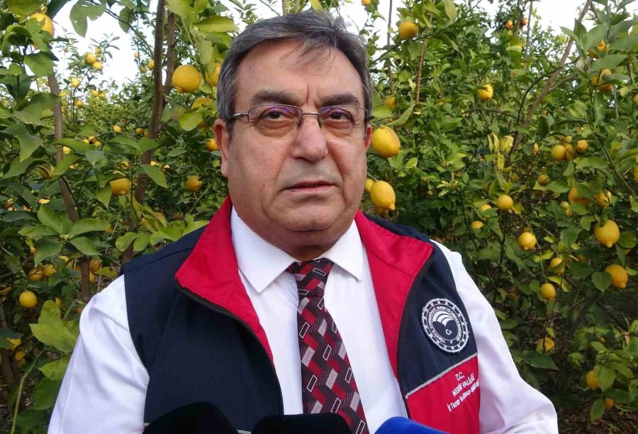 Fiyatı 5-6 Tl’ye Düşen Limona Talebi Artıracak Denetimler Başladı