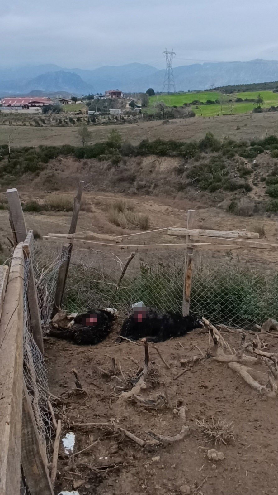 Antalya’da Sokak Köpekleri 25 Keçiyi Telef Etti