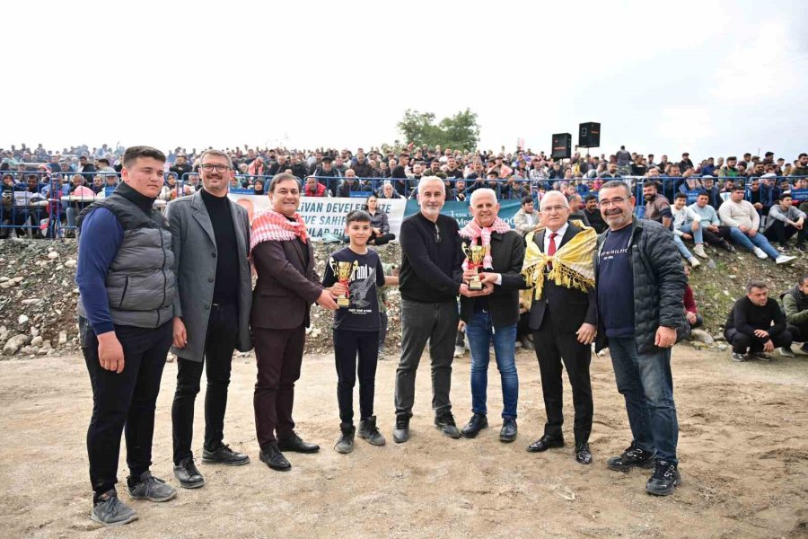 Kumluca’da Geleneksel Deve Gösterisi Nefes Kesti