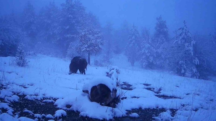 Karlı Havada Yiyecek Arayan Domuzun Görüntüleri Kameraya Yansıdı