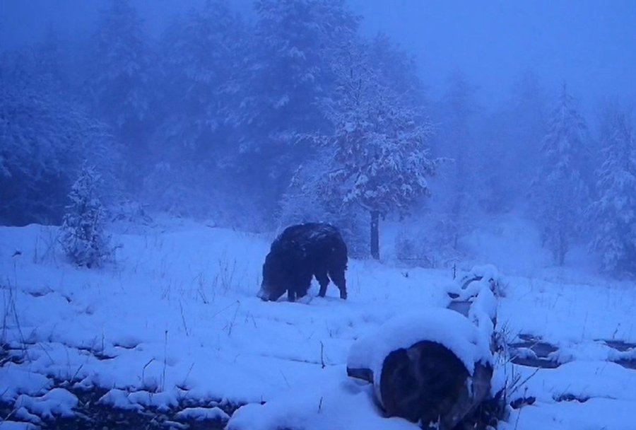 Karlı Havada Yiyecek Arayan Domuzun Görüntüleri Kameraya Yansıdı