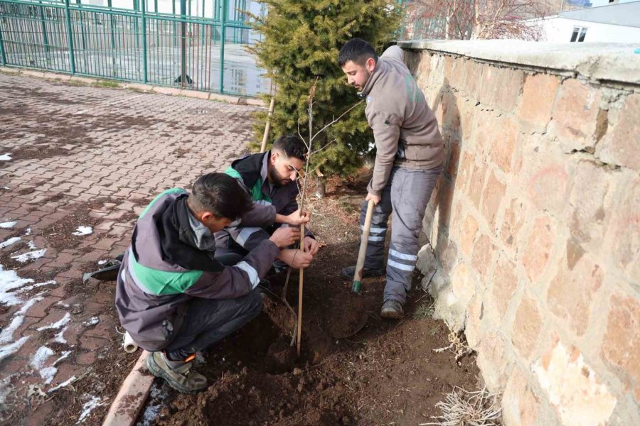 Talas Kırsalındaki Kamu Alanlarına Kestane Fidanı