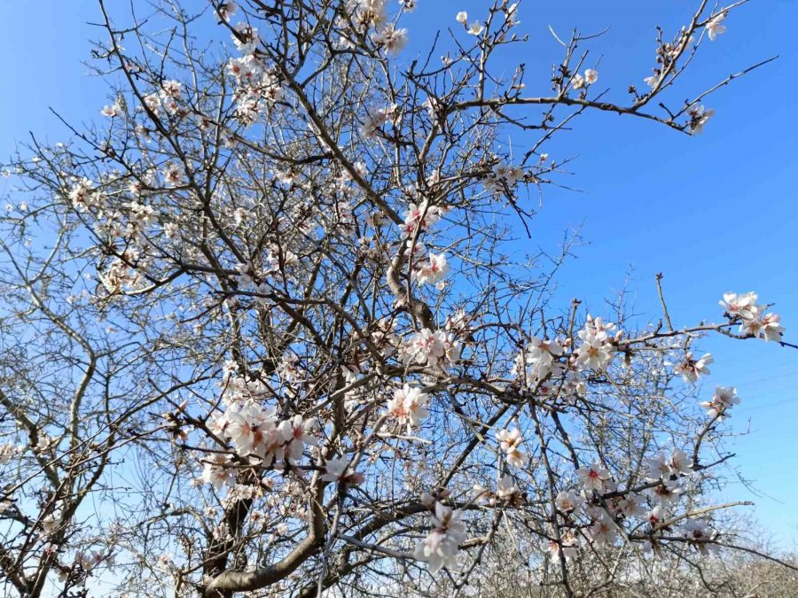 Gazipaşa’da Badem Ağaçları "yalancı Bahar"a Aldandı