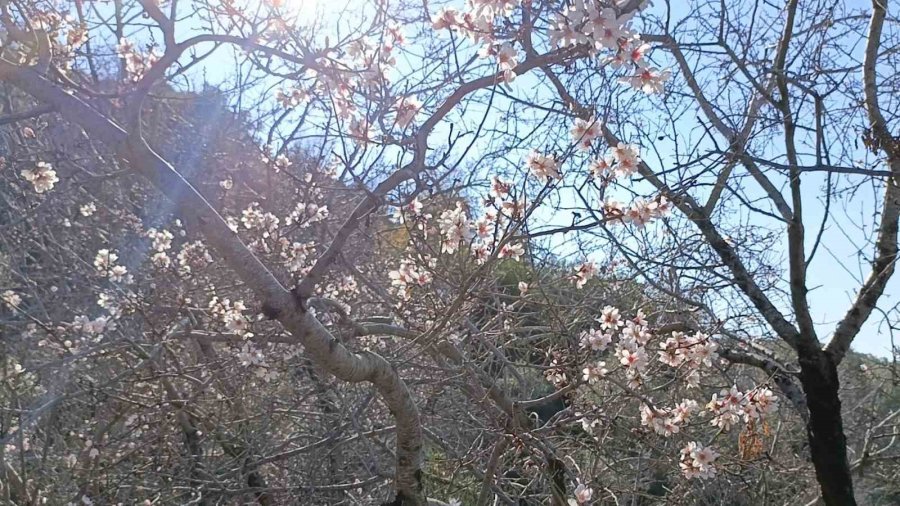 Gazipaşa’da Badem Ağaçları "yalancı Bahar"a Aldandı