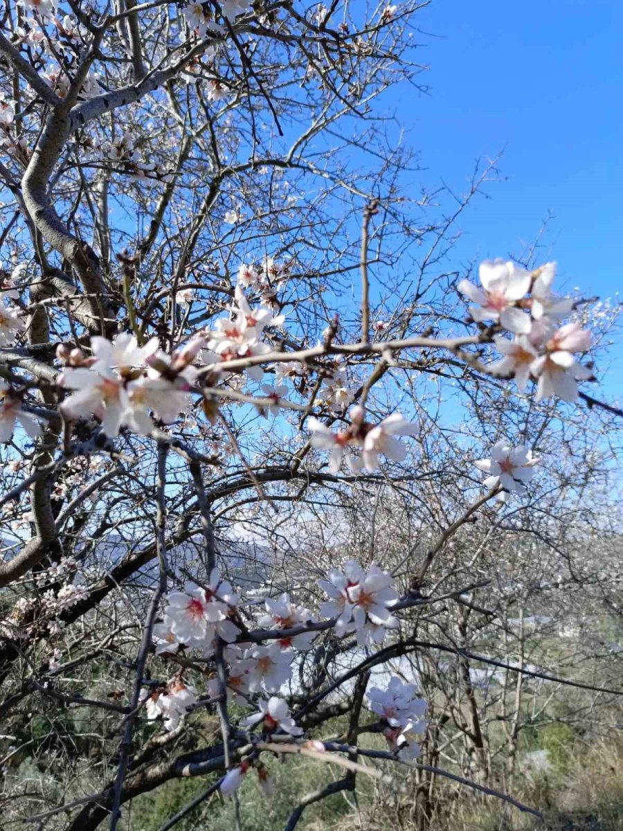 Gazipaşa’da Badem Ağaçları "yalancı Bahar"a Aldandı