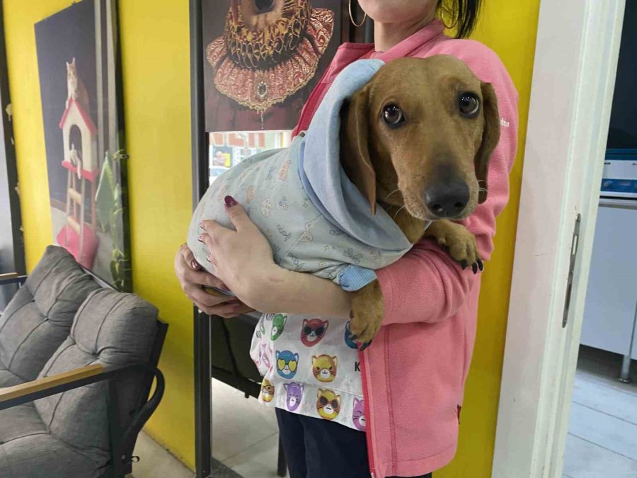 Kış Aylarında Tıpkı İnsanlar Gibi Hayvanlar Da Hasta Oluyor