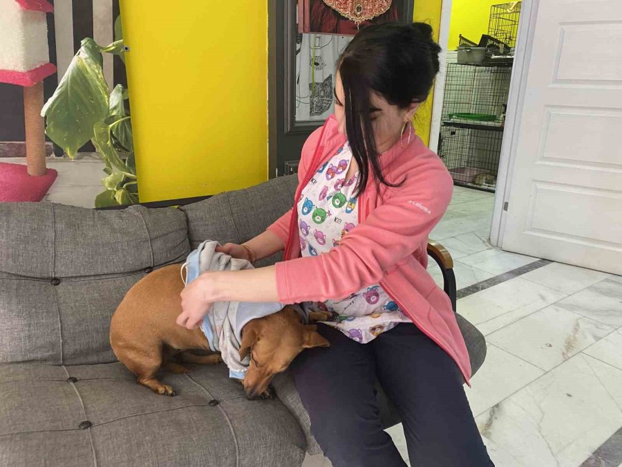 Kış Aylarında Tıpkı İnsanlar Gibi Hayvanlar Da Hasta Oluyor