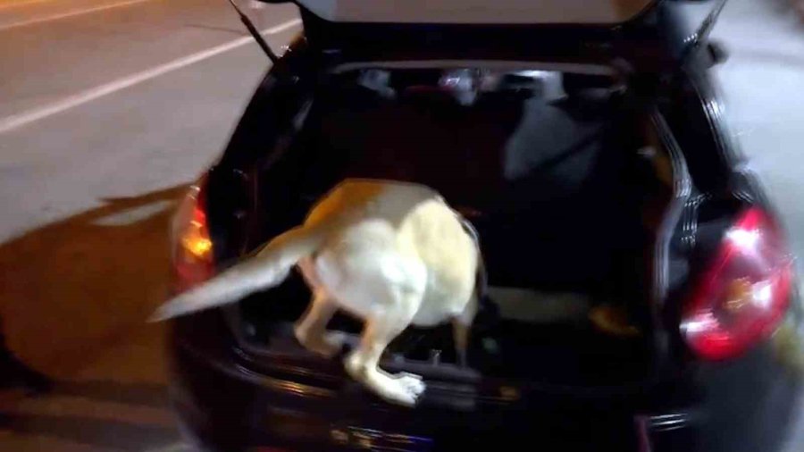 Narkotik Köpeği Jack Zehir Tacirlerine Göz Açtırmadı