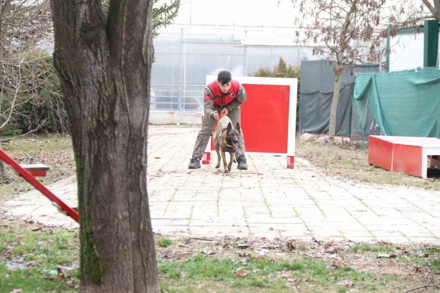 K-9 Arama Kurtarma Köpeği ’adam’, Türkiye’nin En Genç Eğitmeni İle Afetlere Hazırlanıyor