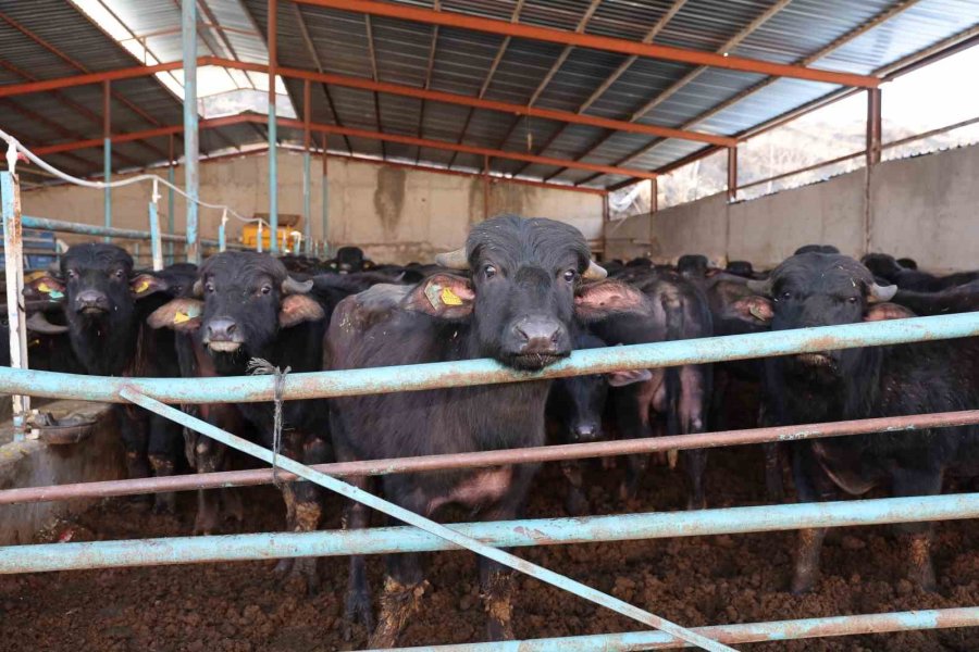 Başkan Özdoğan: “tarım Ve Hayvancılığa Verilen Destek Geleceğe Yapılan Yatırımdır”