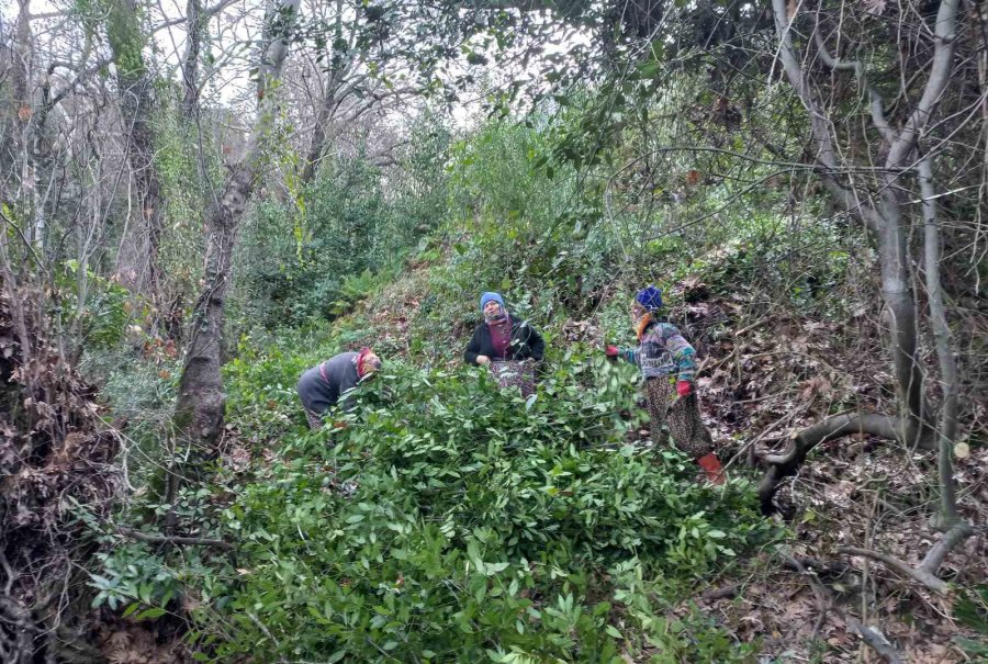 Antalya’dan Tüm Dünyaya İhraç Ediliyor: 300 Ton Defne Yaprağı Hasadı Yapıldı